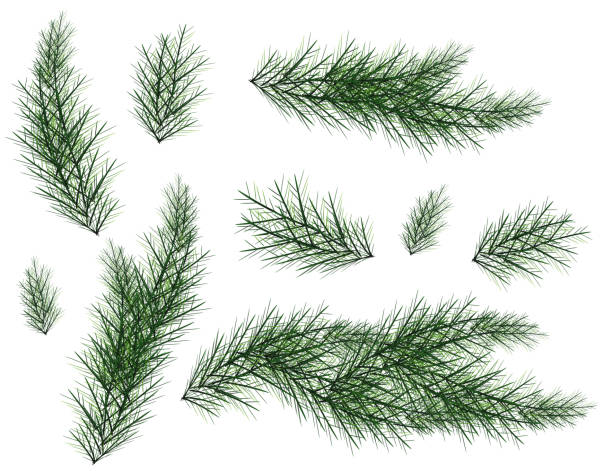 Best Christmas Greenery Illustrations, RoyaltyFree Vector