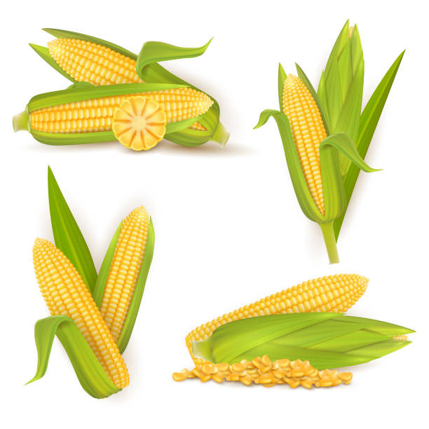 Realistic sweet corn set, vector isolated illustration Realistic sweet corn set, vector illustration isolated on white background. Ripe golden corn cobs and grains. Maize harvest, food industry, farming. corn stock illustrations