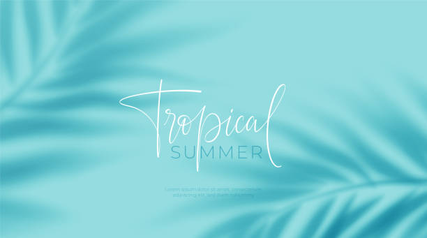 realistic transparent shadow from a leaf of a palm tree on the blue background. tropical leaves shadow. mockup with palm leaves shadow. vector illustration - summer 幅插畫檔、美工圖案、卡通及圖標