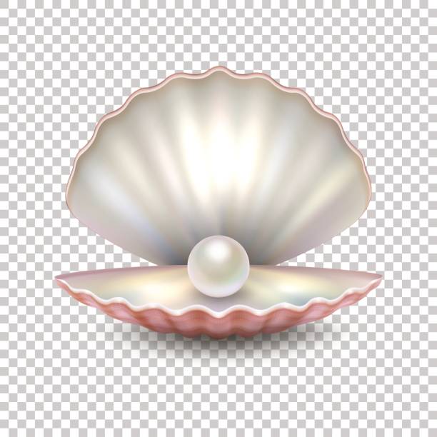 Realistic vector beautiful natural open sea pearl shell closeup isolated on transparent background. Design template, clipart, icon or mockup in EPS10 Realistic vector beautiful natural open sea pearl shell closeup isolated on transparent background. Design template, clipart, icon or mockup, EPS10 illustration. oyster pearl stock illustrations