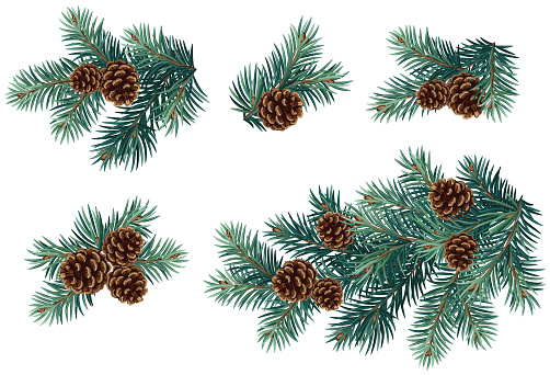 Realistic vector Christmas isolated tree branches with pine cones