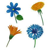 istock Realistic watercolor set of summer flowers with cornflower, dandelion, forget-me-not, calendula 1395172925