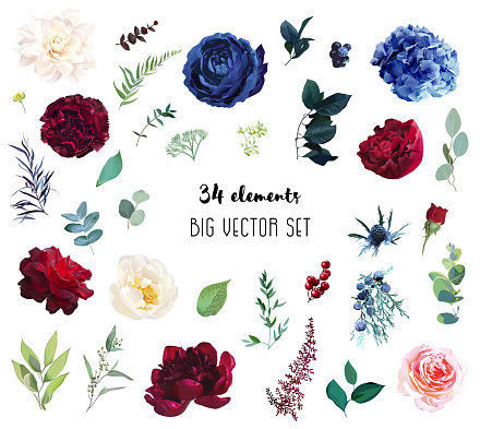 Red and navy rose, blue hydrangea, beige dahlia, ranunculus, spring garden flowers, eucalyptus, greenery, fern, vector design big set. Wedding summer collection. Elements are isolated and editable