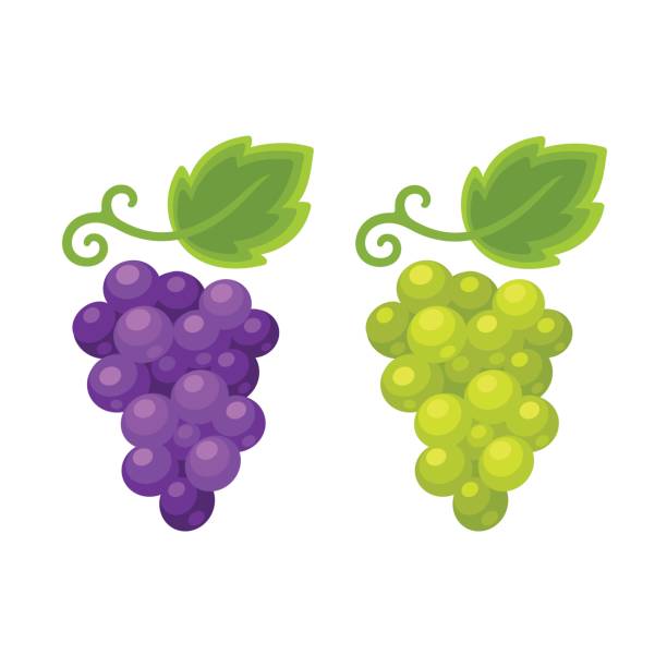 Red and white grapes Red and white grapes isolated cartoon illustration, grape types set. Wine vector logo art. grape stock illustrations