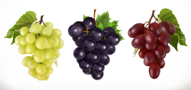 illustrations, cliparts, dessins animés et icônes de raisins de table rouge et blanc de raisins, de vin. fruits frais, 3d icon set vector - raisin