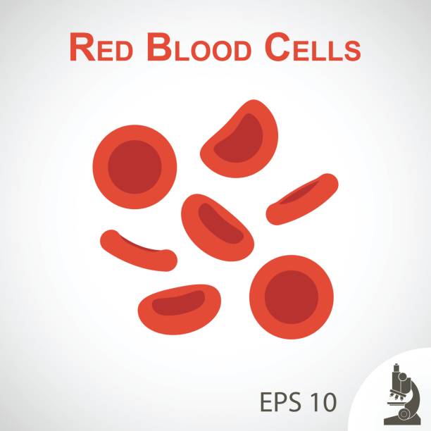 Red blood cells ( flat design ) on vignette background vector art illustration