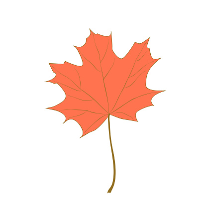 Red bright dried maple leaf
