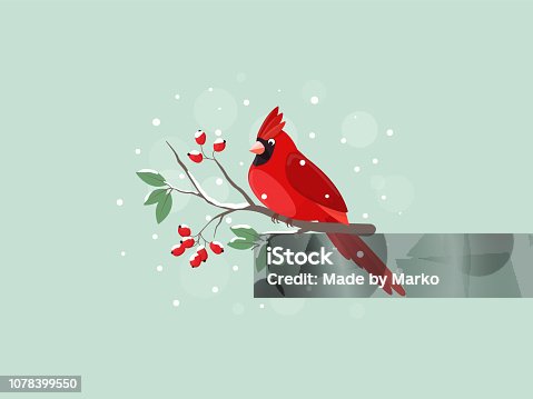 istock Red Cardinal bird sitting on mountain ash branch. 1078399550
