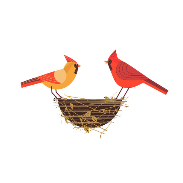 roter kardinal vögel paar - garden party suit stock-grafiken, -clipart, -cartoons und -symbole