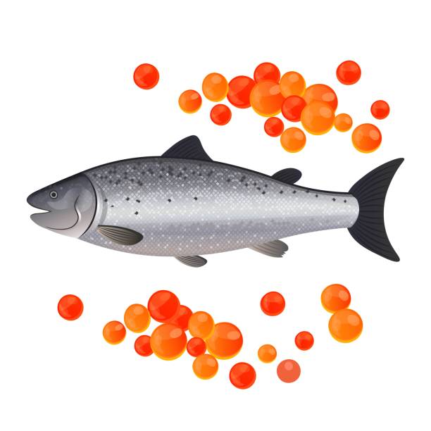 흰색 배경 벡터 그림에 붉은 캐비어와 연어. - roe stock illustrations