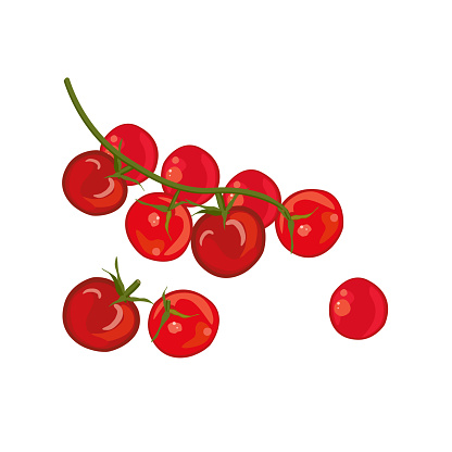 Red cherry tomatoes, raw vegetables. Whole and sliced. Vector illustration.