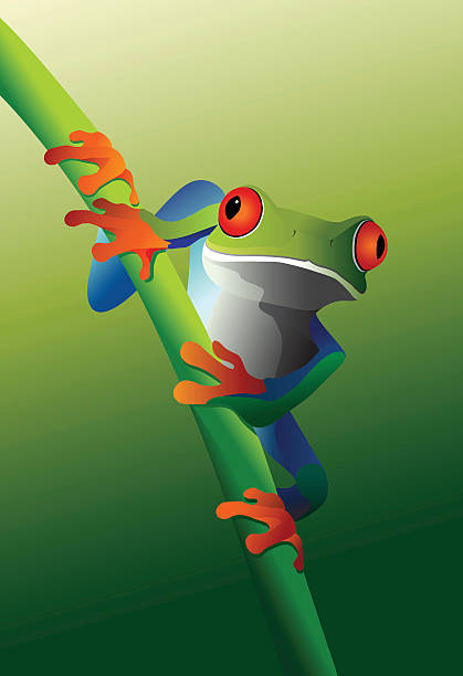 Red eyed tree frog on branches vector art illustration
