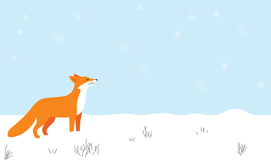 Red fox walking on the snow,smell the air