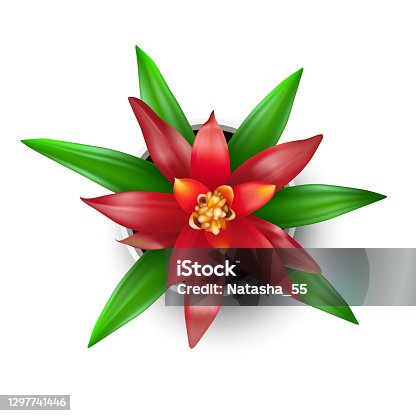 istock Red Guzmania in a flower pot. Top view 1297741446