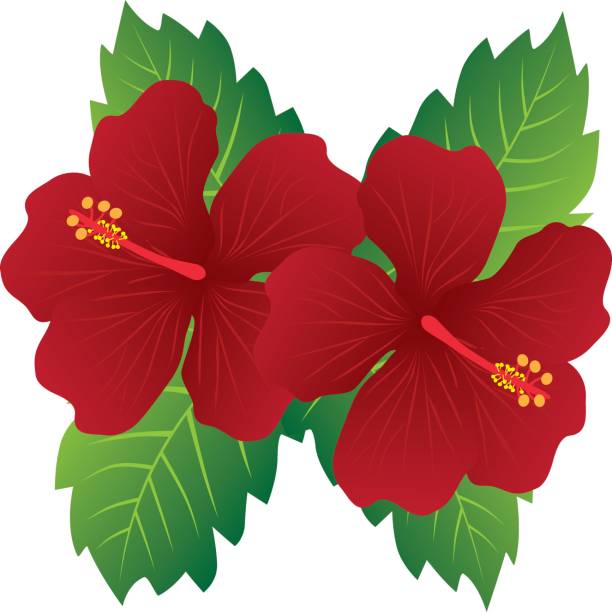 National Flower Of Malaysia Bunga Raya Or Hibiscus Flowers National Flower Of Malaysia Bunga Raya Or Hibiscus Flowers