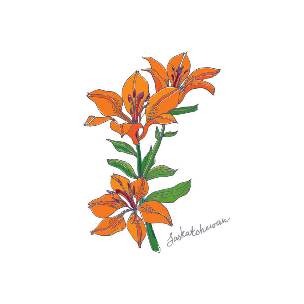 Red Lily. Saskatchewan vector art illustration