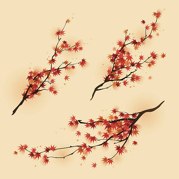 Red maple branches in autumn Red maple branches in three different compositions. Vectorized brush painting. japanese maple stock illustrations