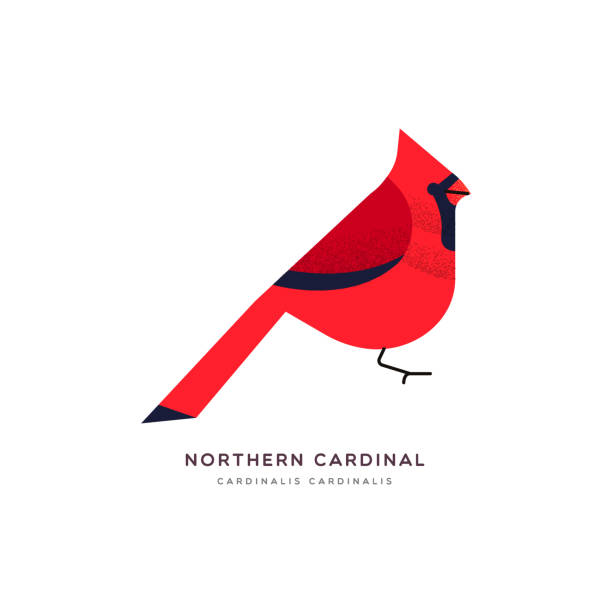 Red northern cardinal bird isolated animal cartoon Northern cardinal animal illustration of red bird on isolated white background. Educational wildlife design with fauna species name label. cardinals stock illustrations