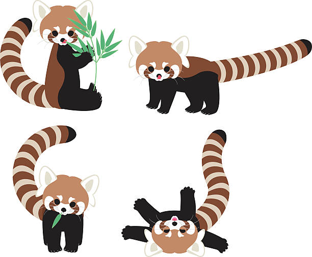 Best Red Panda Illustrations Royalty Free Vector Graphics