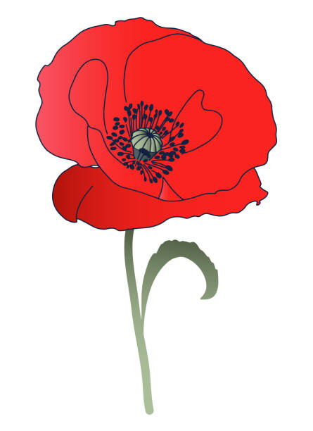 Flanders Poppy Drawing Illustrations, Royalty-Free Vector Graphics ...
