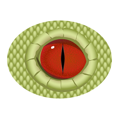Red realistic eye of reptile with a narrow pupil. Vector eye of dragon.