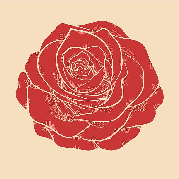 red rose in a hand-drawn graphic style in vintage colors beautiful red rose in a hand-drawn graphic style in vintage colors flowers tattoos stock illustrations