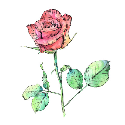 Red Rose Watercolor and Ink Floral Drawing. Vector EPS10 Illustration