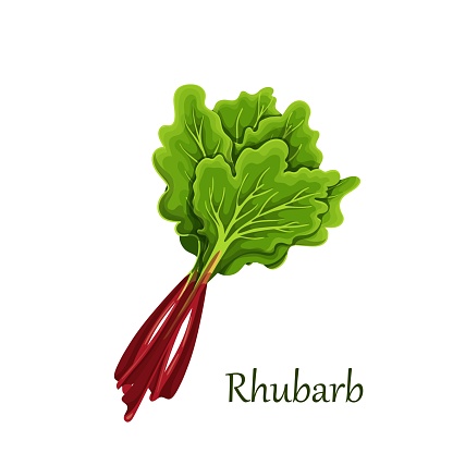 Red stems of rhubarb with green leaves