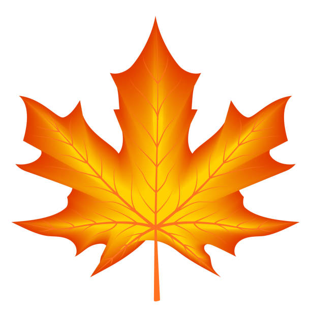 Red yellow autumn season maple leaf vector art illustration