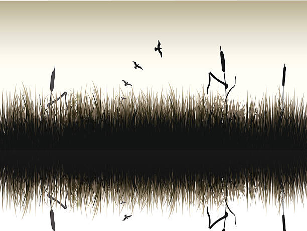 Reed and birds Birds over over a swamp. All group of obbjects are in different layers, including the mirroring effect. cattail stock illustrations
