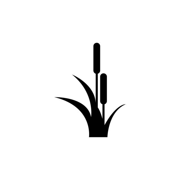 Reed, Cattail, Cane Flat Vector Icon Reed, Cattail, Cane. Flat Vector Icon illustration. Simple black symbol on white background. Reed, Cattail, Cane sign design template for web and mobile UI element cattail stock illustrations