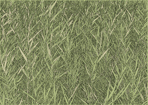 Reeds, Bamboo, Bullrushes, Waterside. Background
