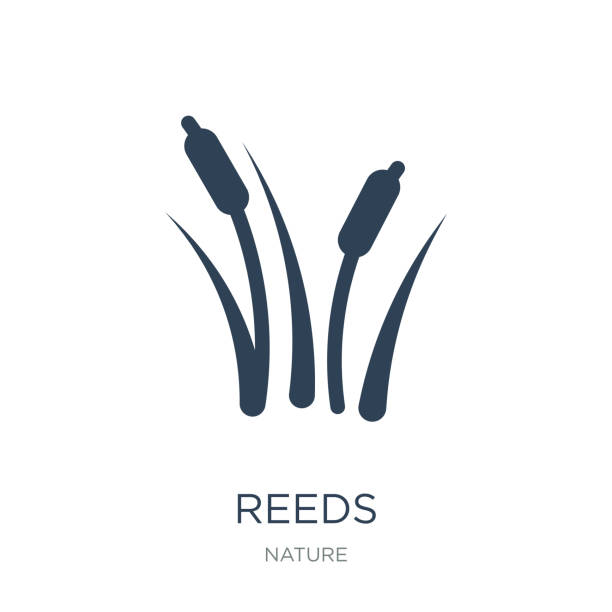 reeds icon vector on white background, reeds trendy filled icons reeds icon vector on white background, reeds trendy filled icons from Nature collection cattail stock illustrations