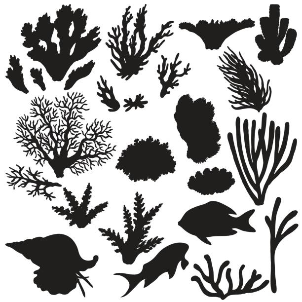 zestaw sylwetek rafowych zwierząt i koralowców - great barrier reef stock illustrations