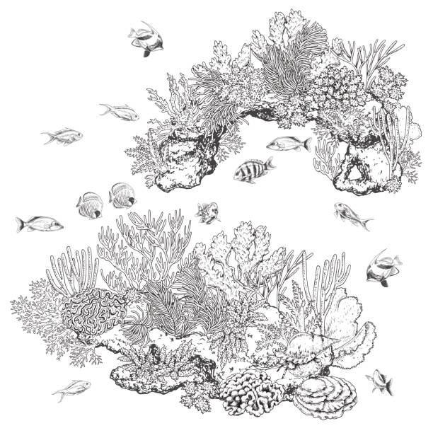 암초 산호와 물고기 - great barrier reef stock illustrations