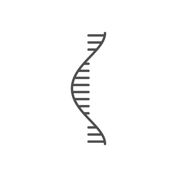 RNA related vector thin line icon RNA related vector thin line icon. Isolated on white background. Editable stroke. Vector illustration. dna clipart stock illustrations