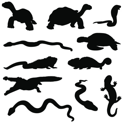 Reptile silhouette collection
