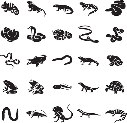 Reptiles & Amphibians vector icons