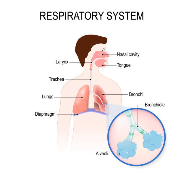 呼吸系統: 細支氣管和支氣管、隔膜、氣管、肺泡和肺部的橫斷面。 - 呼吸系統 幅插畫檔、美工圖案、卡通及圖標