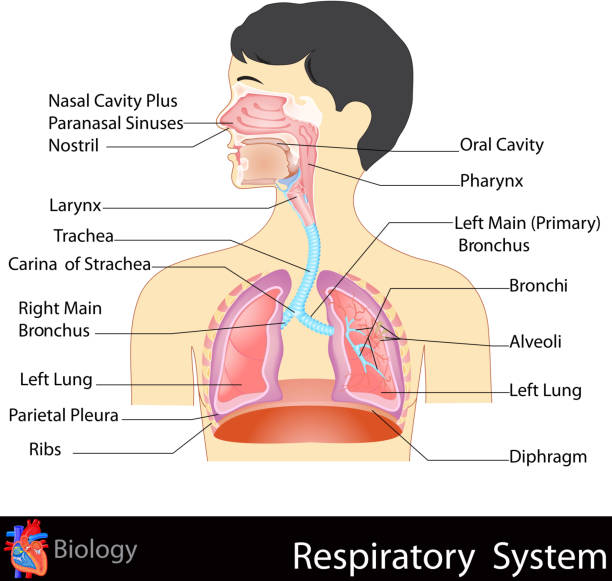 Respiratory System easy to edit vector illustration of Respiratory System human throat anatomy stock illustrations