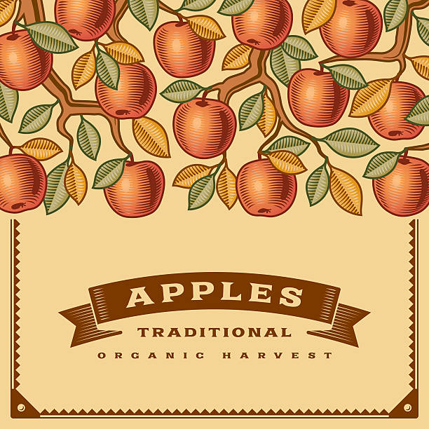 Retro apple harvest card Retro apple harvest card in woodcut style. Editable vector illustration with clipping mask. Includes high resolution JPG. apple orchard stock illustrations