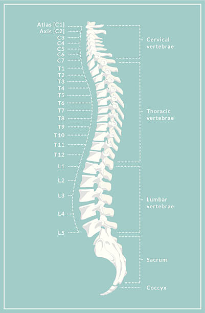 Retro Spine Diagram A retro style diagram of the human spine showing the side view with different regions and vertebrae labelled. This is an editable EPS 10 vector illustration with CMYK color space. spine body part stock illustrations
