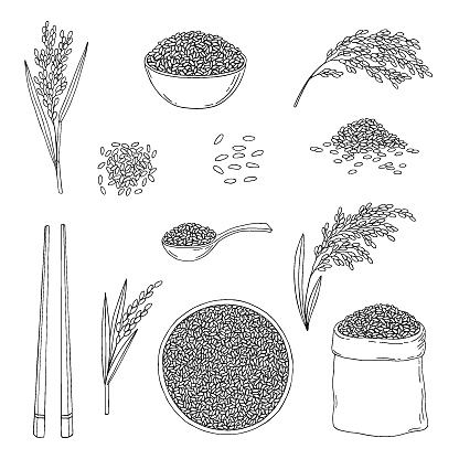 Rice. Cereal ears, grain in sack, chopsticks, wooden spoon, rice in bowl. Hand drawn vector sketch illustration.