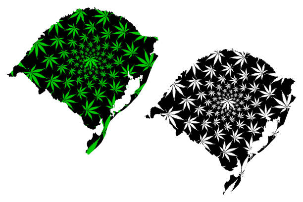ilustrações, clipart, desenhos animados e ícones de mapa do rio grande do sul (região do brasil, estado federado, federativo do brasil) é projetado folha de cannabis verde e preto, rio grande do sul mapa feito de maconha (marihuana, thc) folhagem - porto alegre