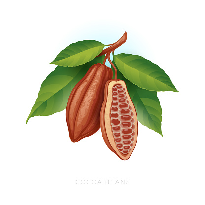 Ripe cocoa beans on a branch with leaves.