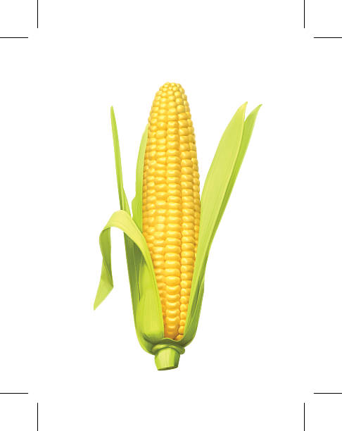 Ripe corn ear, vector illustration Ripe corn ear, eps10 vector illustration contains transparency and blending effects corn stock illustrations