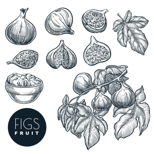 ilustrações de stock, clip art, desenhos animados e ícones de ripe figs on branch, in dried figs in bowl sketch vector hand drfawn illustration. sweet fruits harvest. - figo