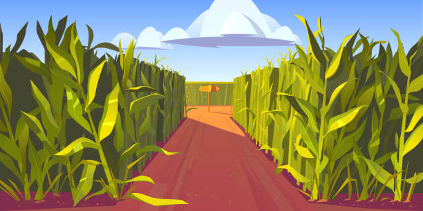 Road on cornfield with fork and direction sign Road on cornfield with fork and wooden direction sign. Concept of choosing way and making decision. Vector cartoon landscape with tall corn stems and crossroad with pointers corn stock illustrations