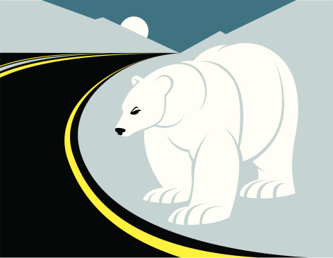 Roadside polar bear