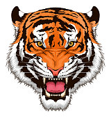 istock Roaring tiger head 1138383258